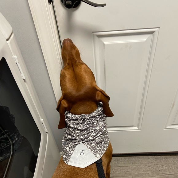 NEW Kurgo Scruf Scarf Reflective Dog Snood Scarf Large - Picture 7 of 14